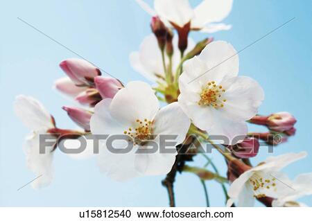 Stock Image - Cherry flowers and buds against the blue sky, Japan, close up, composition, computer graphics, differential focus. Fotosearch