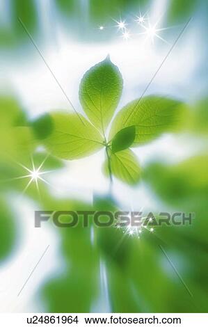 Picture - Fresh green leaves, Japan, low angle view, close up, composition, computer graphics, soft focus, differential focus. Fotosearch