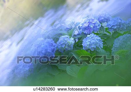 Hydrangeas, Japan, composition, computer graphics, soft focus, differential focus View Large Photo Image Stock Image - Hydrangeas, Japan, composition, computer graphics, soft focus, differential focus. Fotosearch