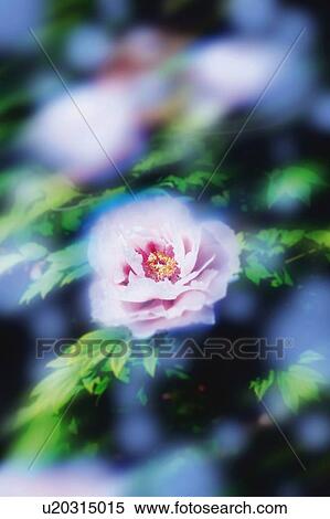 Pink flowers, Japan, high angle view, composition, computer graphics, soft focus, differential focus View Large Photo Image Stock Photography - Pink flowers, Japan, high angle view, composition, computer graphics, soft focus, differential focus. Fotosearch