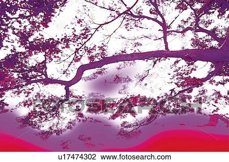 Stock Image - Silhouette of branches, Japan, low angle view, composition, computer graphics. Fotosearch