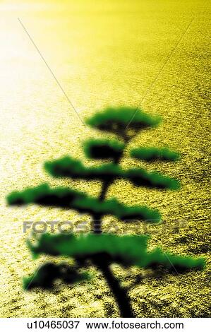 The ocean and a pine tree in the sunset, Japan, high angle view, composition, computer graphics, differential focus View Large Photo Image Stock Photo - The ocean and a pine tree in the sunset, Japan, high angle view, composition, computer graphics, differential focus. Fotosearch