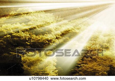 The sunlight into forest, Japan, high angle view, composition, computer graphics, sepia toned View Large Photo Image Stock Image - The sunlight into forest, Japan, high angle view, composition, computer graphics, sepia toned. Fotosearch