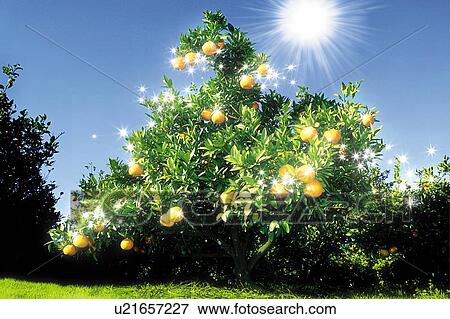Stock Photo - The sunshine and fruits on trees, Japan, low angle view, composition, computer graphics, lens flare. Fotosearch