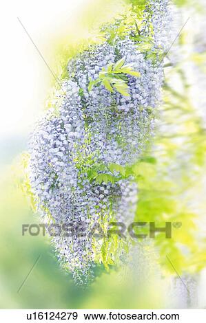 Wisterias, Japan, composition, computer graphics, differential focus View Large Photo Image Stock Photo - Wisterias, Japan, composition, computer graphics, differential focus. Fotosearch