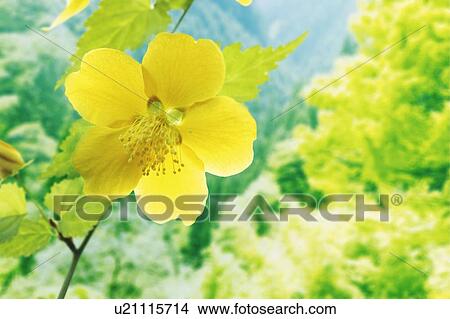 Yellow flower and green trees, Japan, composition, computer graphics, differential focus View Large Photo Image Picture - Yellow flower and green trees, Japan, composition, computer graphics, differential focus. Fotosearch