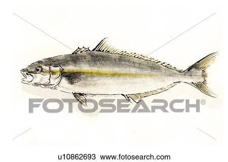 Amberjack, Ink Brush Painting View Large Illustration Drawing - Amberjack, Ink Brush Painting. Fotosearch