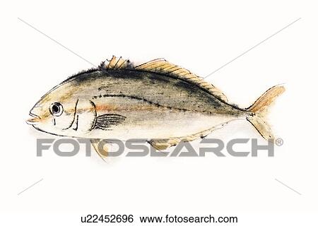 Amberjack, Ink Brush Painting View Large Illustration Stock Illustration - Amberjack, Ink Brush Painting. Fotosearch
