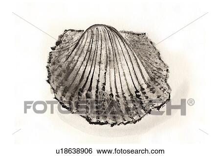 Ark Shell, Ink Brush Painting View Large Illustration Stock Illustration - Ark Shell, Ink Brush Painting. Fotosearch