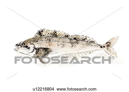 Stock Illustration - Atka Mackerl, Ink Brush Painting. Fotosearch