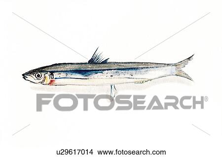 Banded BlueSprat, Ink Brush Painting View Large Illustration Stock Illustration - Banded BlueSprat, Ink Brush Painting. Fotosearch