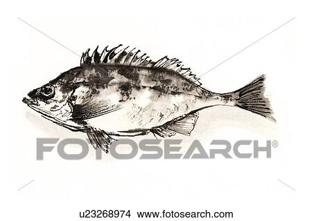 Banded Rockfish, Ink Brush Painting View Large Illustration Stock Illustration - Banded Rockfish, Ink Brush Painting. Fotosearch