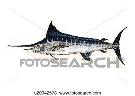 Barred Marlin, Ink Brush Painting View Large Illustration Stock Illustration - Barred Marlin, Ink Brush Painting. Fotosearch