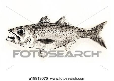 Stock Illustration - Big Eye, Ink Brush Painting. Fotosearch