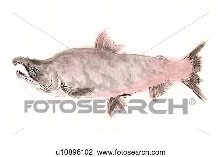 Drawing - Blueback Salmon, Ink Brush Painting. Fotosearch