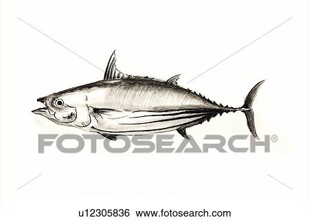 Stock Illustration - Bontino, Ink Brush Paintin. Fotosearch