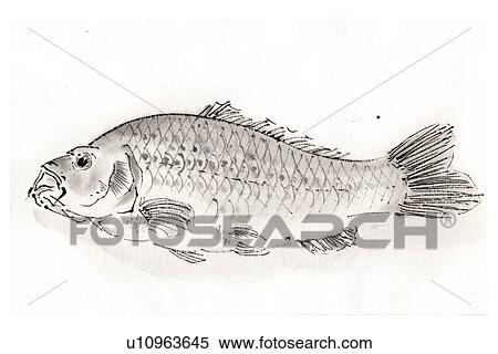 Carp, Ink Brush Painting View Large Illustration Stock Illustration - Carp, Ink Brush Painting. Fotosearch
