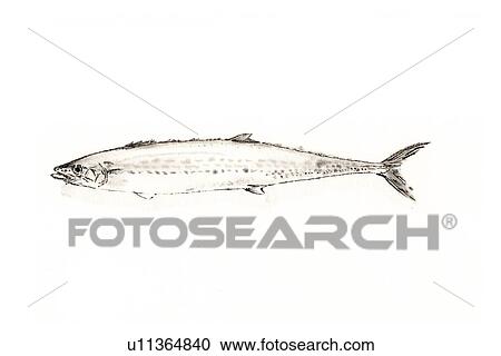 Clipart - Cero, Ink Brush Painting. Fotosearch