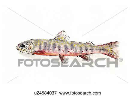 Char Saltwater Trout, Ink Brush Painting View Large Illustration Stock Illustration - Char Saltwater Trout, Ink Brush Painting. Fotosearch