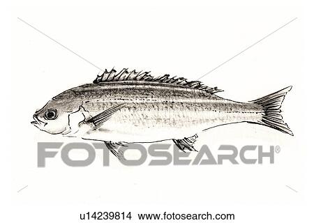 Chiken Grunt, Ink Brush Painting View Large Illustration Stock Illustration - Chiken Grunt, Ink Brush Painting. Fotosearch