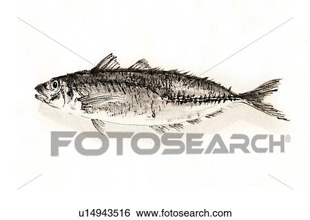 Common Hoese Mackerel, Ink Brush Paintin View Large Illustration Stock Illustration - Common Hoese Mackerel, Ink Brush Paintin. Fotosearch