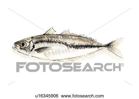 Common Hoese Mackerel, Ink Brush Painting View Large Illustration Stock Illustration - Common Hoese Mackerel, Ink Brush Painting. Fotosearch