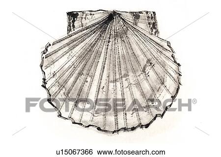 Stock Illustration - Common Scallop, Ink Brush Painting. Fotosearch