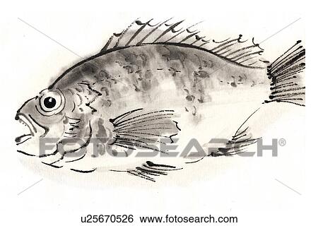 DarkBanded Rockfish, Ink Brush Paintin View Large Illustration Stock Illustration - DarkBanded Rockfish, Ink Brush Paintin. Fotosearch