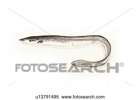 Eel, Ink Brush Paintin View Large Illustration Stock Illustration - Eel, Ink Brush Paintin. Fotosearch