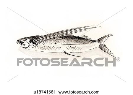 Exocoetidae, Ink Brush Painting View Large Illustration Clip Art - Exocoetidae, Ink Brush Painting . Fotosearch