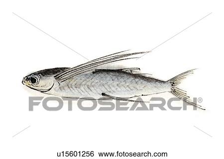 Stock Illustration - Exocoetidae, Ink Brush Painting . Fotosearch
