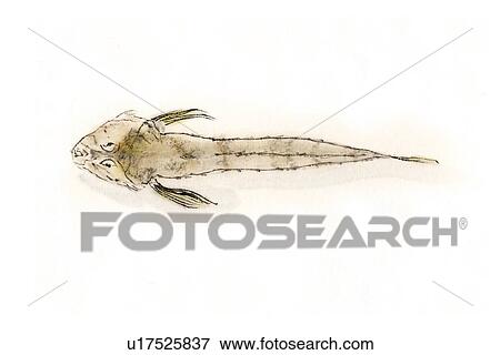 Flathead, Ink Brush Painting View Large Illustration Stock Illustration - Flathead, Ink Brush Painting. Fotosearch