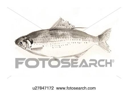 Drawing - Gizzard Shad, Ink Brush Paintin. Fotosearch