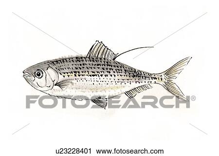 Gizzard Shad, Ink Brush Painting View Large Illustration Clip Art - Gizzard Shad, Ink Brush Painting. Fotosearch