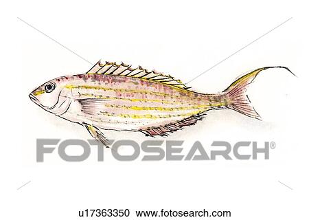 Clipart - Golden Threasfin Bream, Ink Brush Painting. Fotosearch