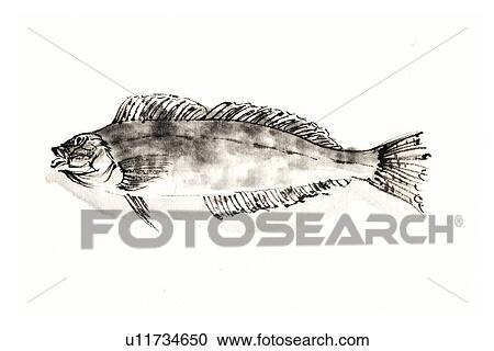 Greenling, Ink Brush Paintin View Large Illustration Clipart - Greenling, Ink Brush Paintin. Fotosearch