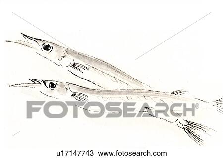 Halfbeak, Ink Brush Painting View Large Illustration Drawing - Halfbeak, Ink Brush Painting. Fotosearch