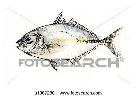 Clip Art - Hardtail, Ink Brush Painting. Fotosearch