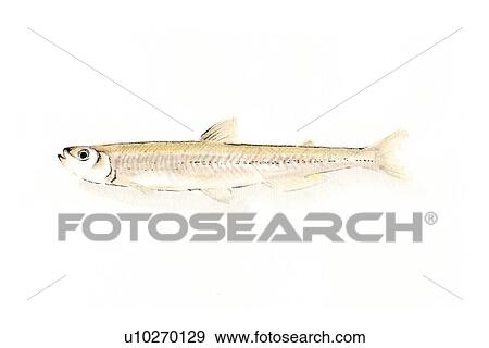 Stock Illustration - Hypomesus Olidus, Ink Brush Painting. Fotosearch