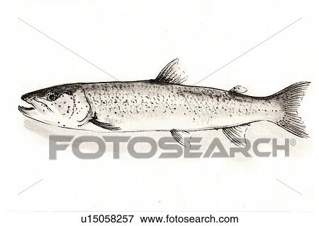 Stock Illustration - Japanese Huchen, Ink Brush Painting. Fotosearch