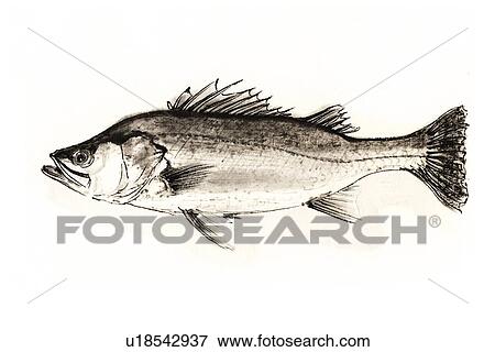 Stock Illustration - Japanese Seaperch, Ink Brush Painting. Fotosearch
