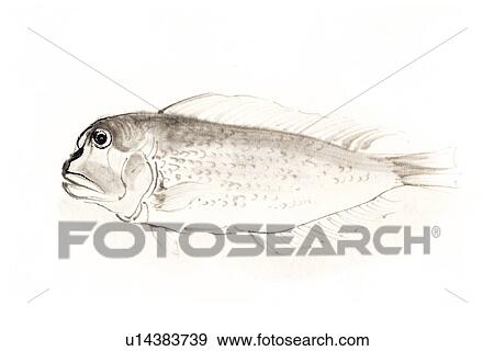 Japanese Tilefish, Ink Brush Painting View Large Illustration Stock Illustration - Japanese Tilefish, Ink Brush Painting. Fotosearch