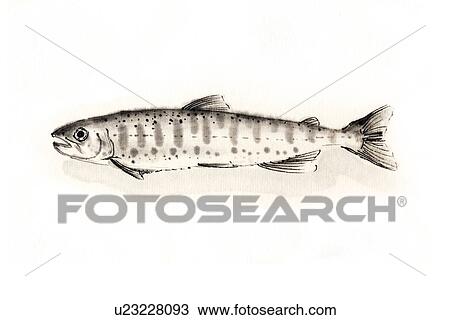Drawing - Landlocked Salmon, Ink Brush Painting. Fotosearch