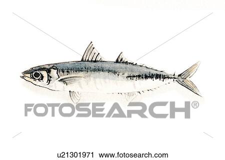 Clip Art - Mackerel Scad, Ink Brush Painting. Fotosearch