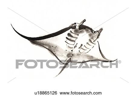 Manta, Ink Brush Painting View Large Illustration Stock Illustration - Manta, Ink Brush Painting. Fotosearch