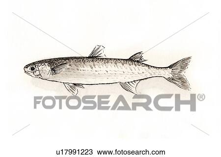 Mullet, Ink Brush Painting View Large Illustration Drawing - Mullet, Ink Brush Painting. Fotosearch