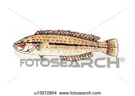 Stock Illustration - Multicolorfin Rainbow Wrasse, Ink Brush Painting. Fotosearch