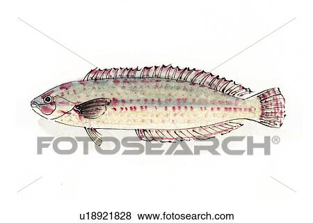 Stock Illustration - Multicolorfin Rainbow Wrasse, Ink Brush Painting. Fotosearch