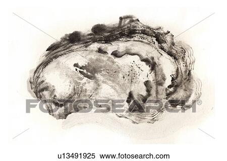 Oyster, Ink Brush Painting View Large Illustration Stock Illustration - Oyster, Ink Brush Painting. Fotosearch