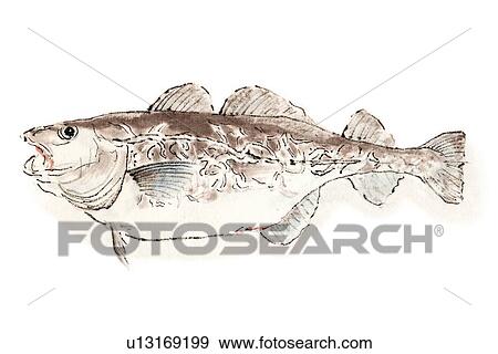 Stock Illustration - Pacific Cod, Ink Brush Painting. Fotosearch